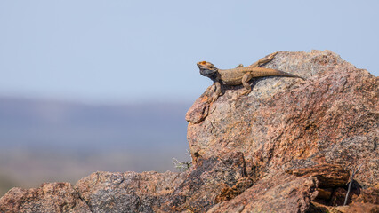 A bearded dragon, a lizard with beard like frills, found in dry country, sits on a rock against a blurred background in the Living Desert State Park near Broken Hill in New South Wales, Australia.