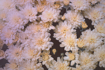 White chrysanthemum close-up. Floral background.