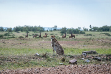 A cheetah rests in a green field, Masai Mara Reserve, Kenya