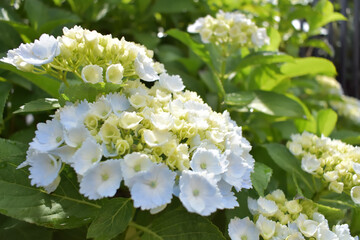 優しい色合いの紫陽花
