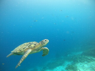 Schildkröte im Meer