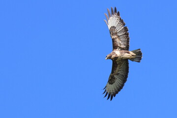 in cielo