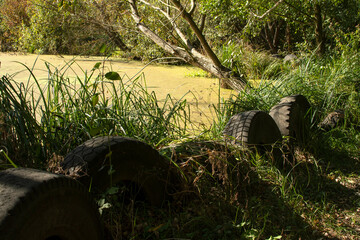 Dirty pond in the forest