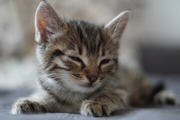 Kitten ist schläfrig 