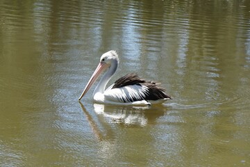 Australian Pelican Gliding on Calm Water