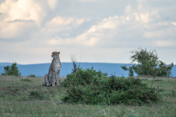 A cheetah rests in a green field, Masai Mara Reserve, Kenya