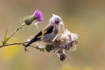Ein lustiger Singvogel mit Hut aus Distelsamen