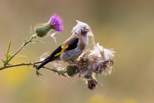Ein lustiger Singvogel mit Hut aus Distelsamen