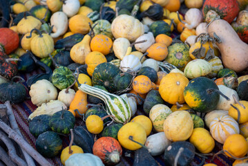 Different pumpkins at farm, top view. Autumn pumpkins harvested