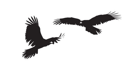 Obraz premium Eagles silhouette isolated in White background