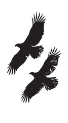 Fototapeta premium Eagles silhouette isolated in White background