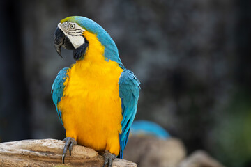 Happy bird, Macaw parrot bird smile catch on wood tree branch colorful tropical animal in the zoo.
