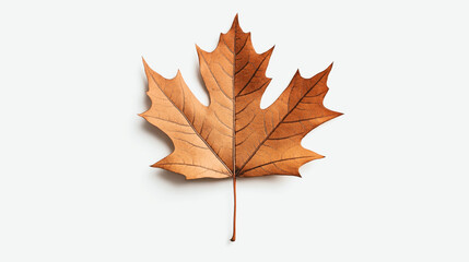 Single dried brown maple leaf isolated on a plain white background emphasizing texture and structure