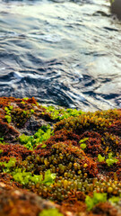 Coral with Green Moss on the Coast at Beach Taken as a Portrait