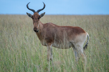 Naklejka premium Topi antelope, or sassabi, or corrigum grazing peacefully, Masai Mara, Kenya