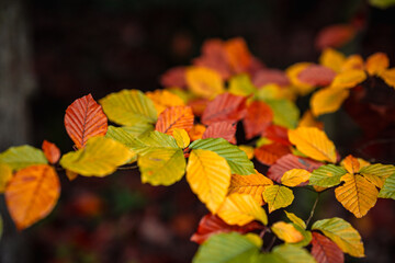 Close up of colorful leaves in autumn in Bavaria Germany