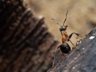Ants in close-up in their natural habitat