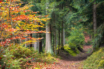 Forest path through an autumn forest in Bavaria with colorful leaves and green foliage on both...
