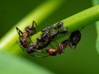 Ants in close-up in their natural habitat