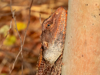 Frill-necked Lizard (Chlamydosaurus kingii) in Australia