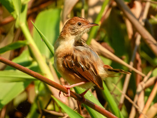 Fototapeta premium Golden-headed Cisticola (Cisticola exilis) in Australia