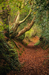 Fototapety na wymiar - Fototapeta24.pl