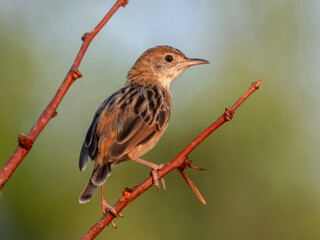 Golden-headed Cisticola (Cisticola exilis) in Australia