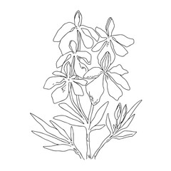 Vector. Gardenia Jasminoides. Cape jasmine. Outline drawing of a flowering plant. Design element for print, clothing, stickers, cards, fabrics, invitations