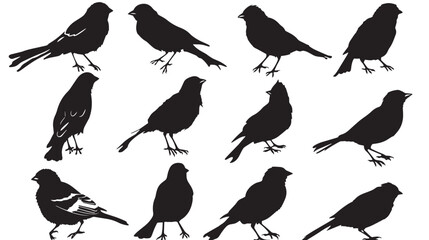 Obraz premium Finches silhouette isolated in White background