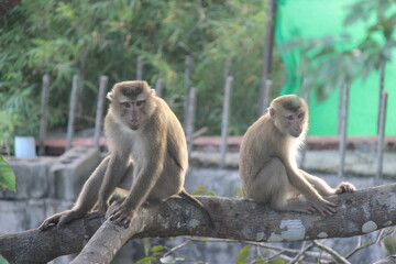 monkeys