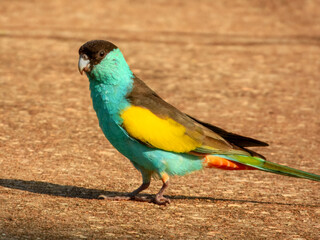 Hooded Parrot (Psephotus dissimilis) in Australia