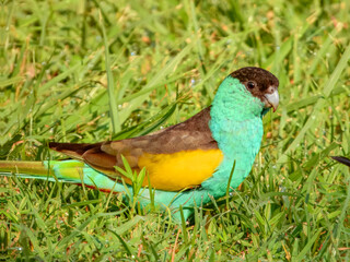 Hooded Parrot (Psephotus dissimilis) in Australia