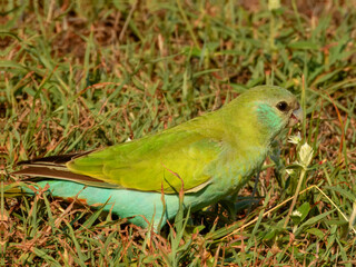 Hooded Parrot (Psephotus dissimilis) in Australia