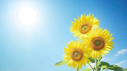 Vibrant sunflower collection set against a clear blue sky, highlighting the beauty of sunflowers in a stunning composition with ample copy space for your design needs.