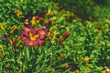 Nice orange red daylily Burgundy Love and fresh greenery in summer garden