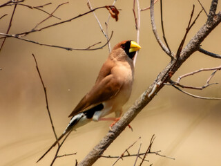 Masked Finch (Poephila personata) in Australia