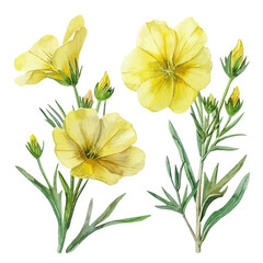 Watercolor vector of Evening Primrose flower, isolated on a white background, Evening Primrose painting