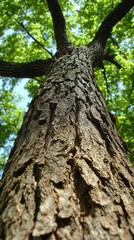 Obraz premium A towering tree reaches for the sky in a sunlit forest on a warm summer afternoon