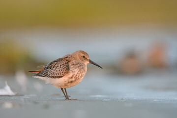 Dunlin 