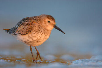 Dunlin 