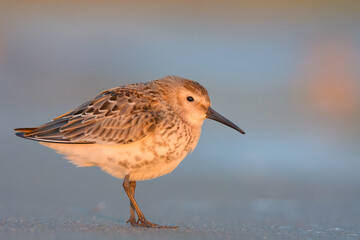Dunlin 