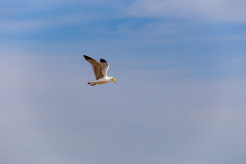 A seagull flies over the beach of Bergen aan Zee on the North Sea and has a starfish in its beak as prey