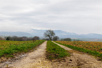 View from Marktgräflerland in the Rhine Valley to the cloud-covered mountains of the Black Forest