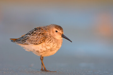 Dunlin 