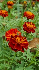 The photo shows vibrant marigolds with orange and red petals against green foliage. The autumn flowers stand out against fresh greenery and fallen leaves, creating a warm, natural atmosphere.