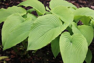 hosta behemoth leaves