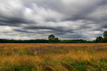 Fototapeta premium View over the orchard meadows to the edge of the forest in Siebenbrunn near Augsburg on a cloudy day