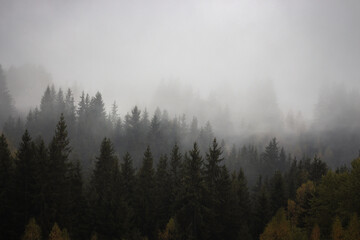 Foggy forest with pine trees in the mountains with copy space. Mist in autumn mountains. Tranquil scene of foggy landscape. Amazing Carpathian mountsins in autumn. Mountain forest covered with clouds