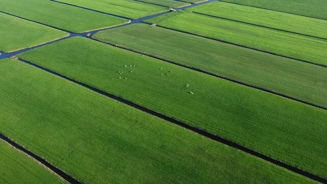 Dutch farming industry, agricultural livestock, green meadow, aerial