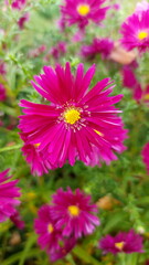 Obraz premium Pink Aster flower in a garden during autumn